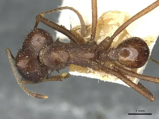 Atta saltensis specimen CASENT0912493 image casent0912493_1