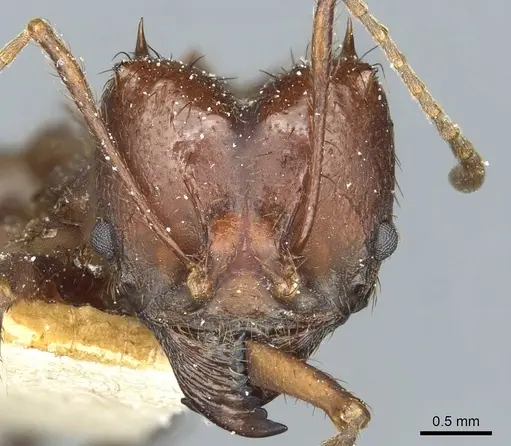 Atta saltensis specimen CASENT0912493 image casent0912493_2