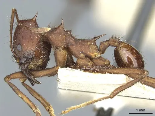 Atta saltensis specimen CASENT0912493 image casent0912493_3
