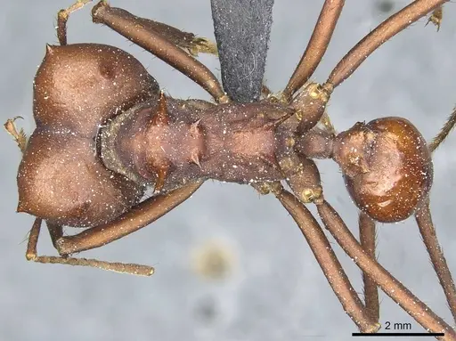 Atta saltensis specimen CASENT0912494 image casent0912494_1