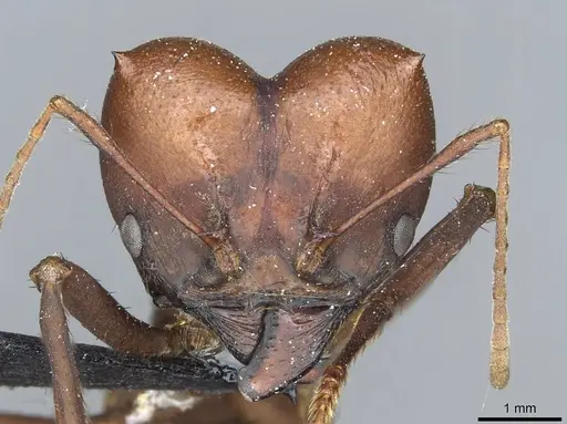 Atta saltensis specimen CASENT0912494 image casent0912494_2