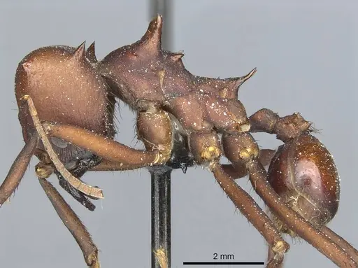 Atta saltensis specimen CASENT0912494 image casent0912494_3