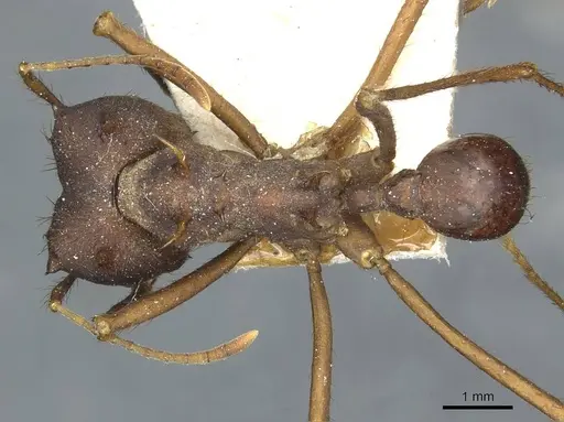 Atta saltensis specimen CASENT0912495 image casent0912495_1