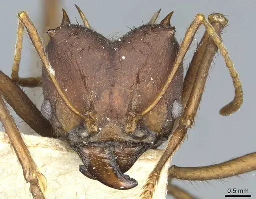 Atta saltensis specimen CASENT0912495 image casent0912495_2