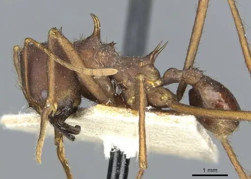 Atta saltensis specimen CASENT0912495 image casent0912495_3