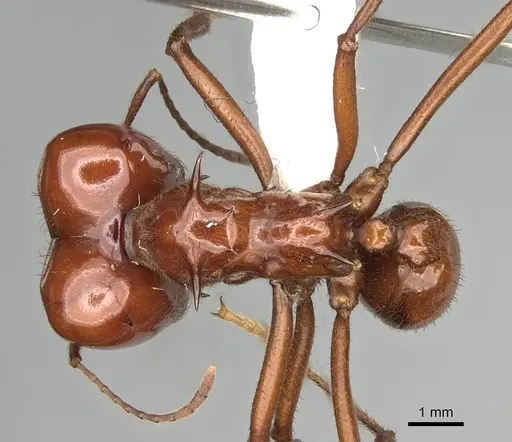 Atta saltensis specimen CASENT0922059 image casent0922059_1
