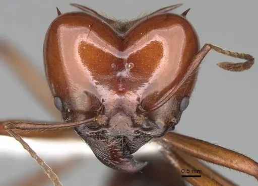 Atta saltensis specimen CASENT0922059 image casent0922059_2