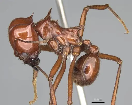 Atta saltensis specimen CASENT0922059 image casent0922059_3