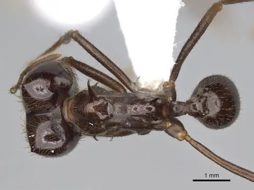 Atta saltensis specimen CASENT0922060 image casent0922060_1