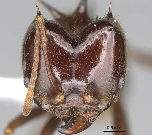 Atta saltensis specimen CASENT0922060 image casent0922060_2