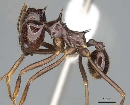 Atta saltensis specimen CASENT0922060 image casent0922060_3