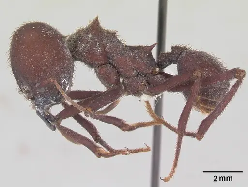 Atta sexdens specimen CASENT0173815 image casent0173815_3