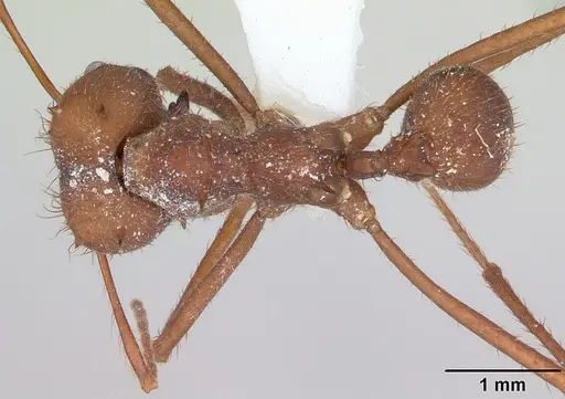 Atta sexdens specimen CASENT0173816 image casent0173816_1