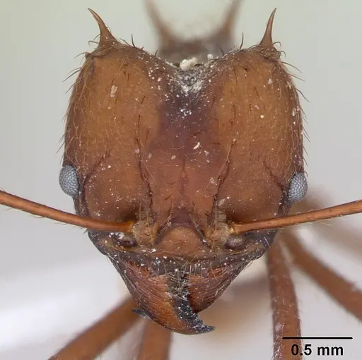 Atta sexdens specimen CASENT0173816 image casent0173816_2