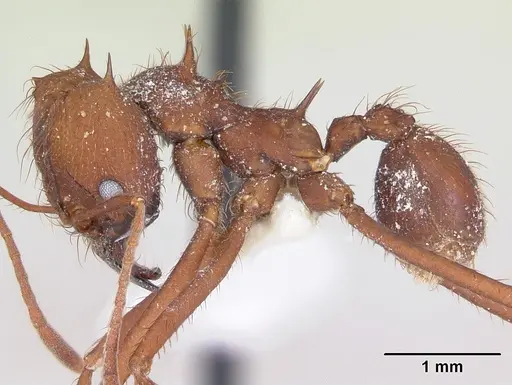 Atta sexdens specimen CASENT0173816 image casent0173816_3