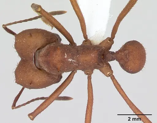 Atta sexdens specimen CASENT0173817 image casent0173817_1