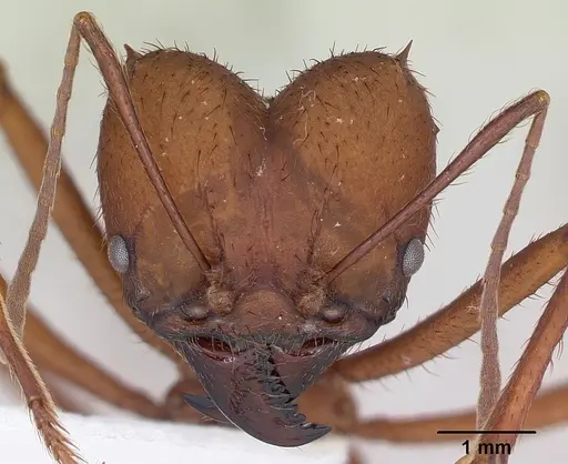 Atta sexdens specimen CASENT0173817 image casent0173817_2