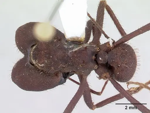 Atta sexdens specimen CASENT0178706 image casent0178706_1