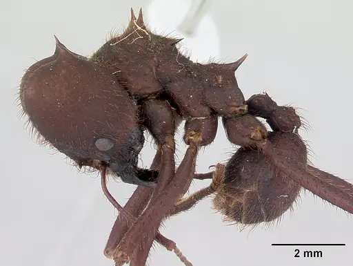 Atta sexdens specimen CASENT0178706 image casent0178706_3