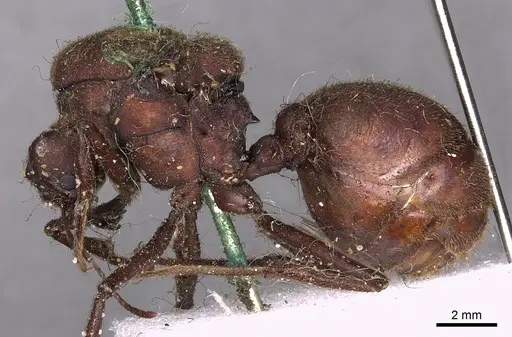 Atta sexdens specimen CASENT0900489 image casent0900489_3