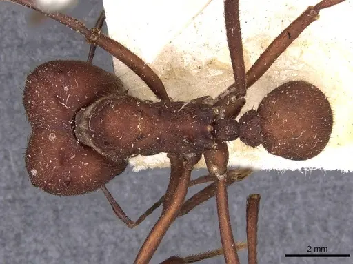 Atta sexdens specimen CASENT0909449 image casent0909449_1