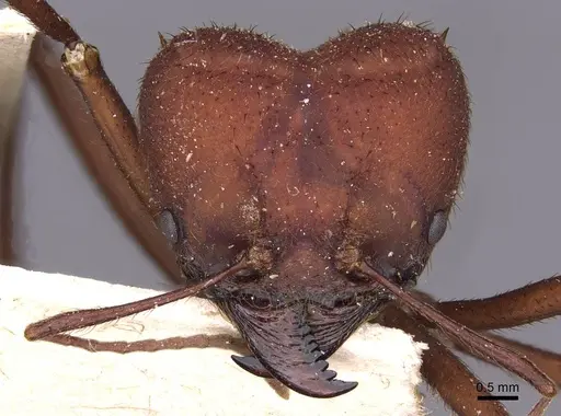 Atta sexdens specimen CASENT0909449 image casent0909449_2