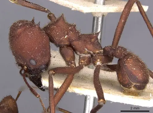 Atta sexdens specimen CASENT0909449 image casent0909449_3