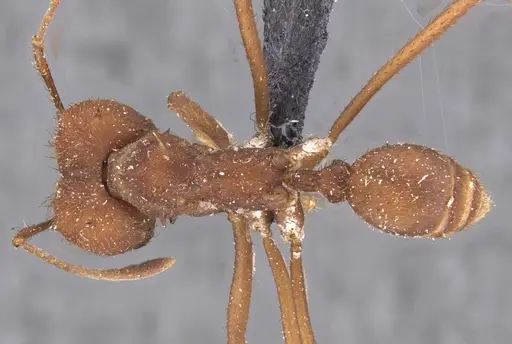 Atta sexdens specimen CASENT0909450 image casent0909450_1