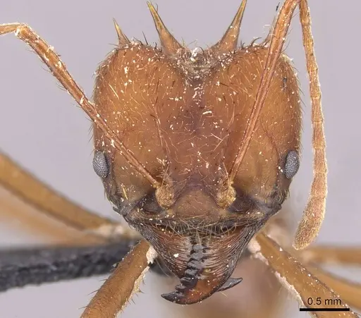 Atta sexdens specimen CASENT0909450 image casent0909450_2