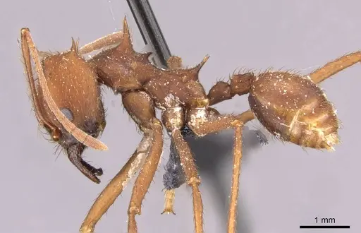 Atta sexdens specimen CASENT0909450 image casent0909450_3