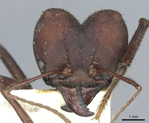 Atta sexdens specimen CASENT0912496 image casent0912496_2