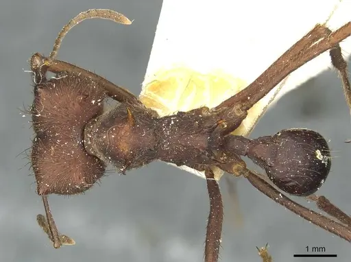 Atta sexdens specimen CASENT0912497 image casent0912497_1