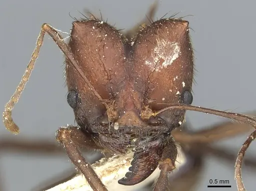 Atta sexdens specimen CASENT0912497 image casent0912497_2