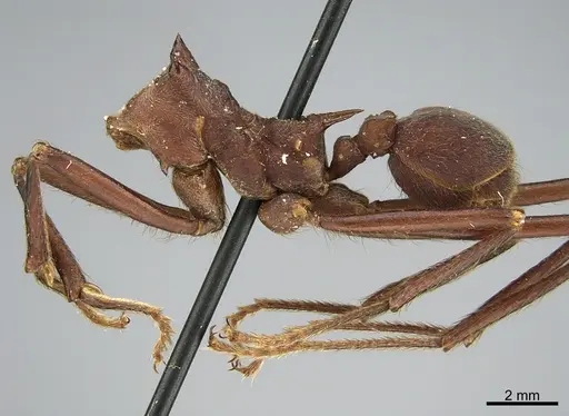 Atta sexdens specimen CASENT0923578 image casent0923578_1