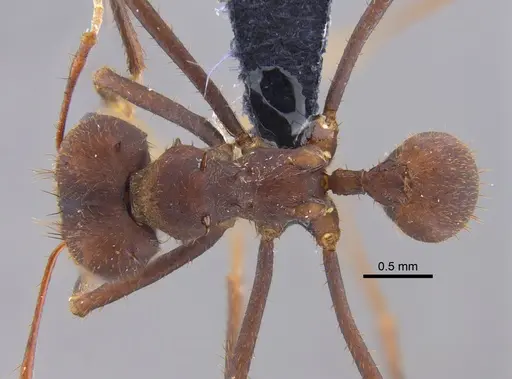 Atta sexdens specimen CBUMAGENT41876 image cbumagent41876_1