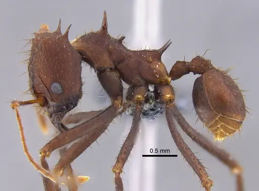 Atta sexdens specimen CBUMAGENT41876 image cbumagent41876_3