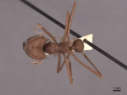 Atta sexdens specimen FMNHINS0000046913 image fmnhins0000046913_1