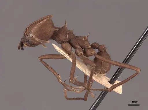 Atta sexdens specimen FMNHINS0000046913 image fmnhins0000046913_3