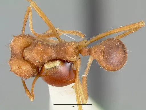 Atta texana specimen CASENT0006045 image casent0006045_1