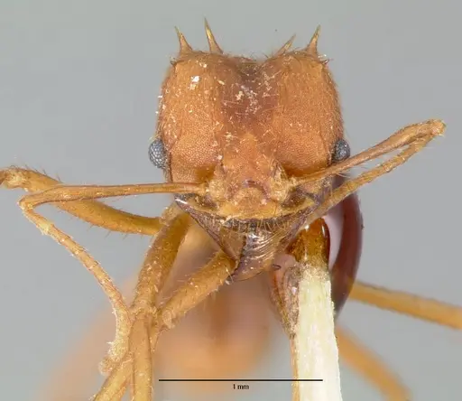 Atta texana specimen CASENT0006045 image casent0006045_2