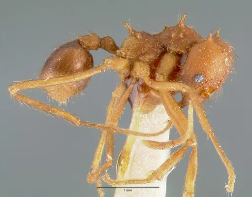 Atta texana specimen CASENT0006045 image casent0006045_3