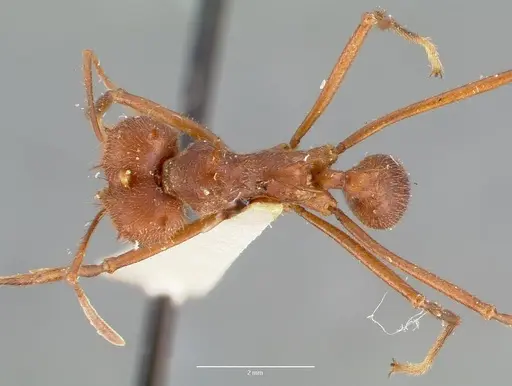 Atta texana specimen CASENT0006046 image casent0006046_1