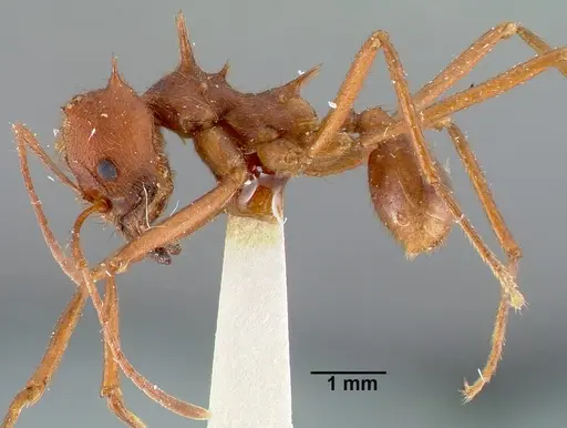 Atta texana specimen CASENT0006046 image casent0006046_3