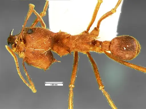 Atta texana specimen CASENT0105606 image casent0105606_1