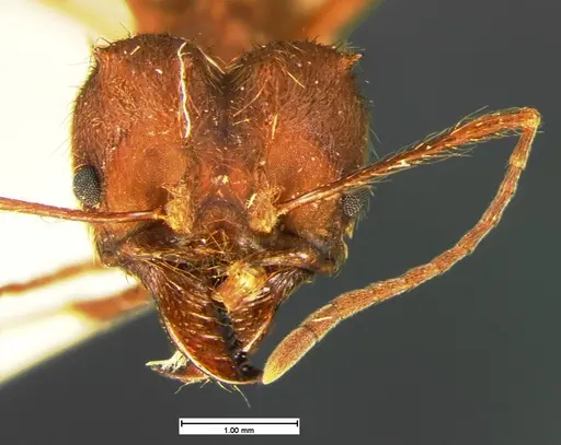 Atta texana specimen CASENT0105606 image casent0105606_2