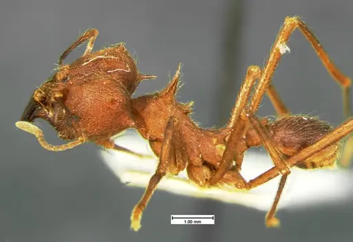 Atta texana specimen CASENT0105606 image casent0105606_3