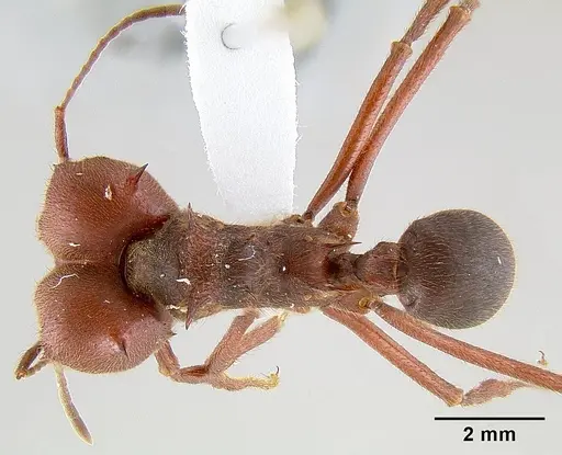 Atta texana specimen CASENT0106142 image casent0106142_1