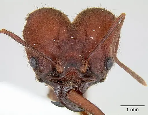 Atta texana specimen CASENT0106142 image casent0106142_2