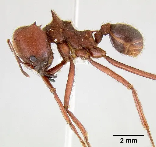 Atta texana specimen CASENT0106142 image casent0106142_3