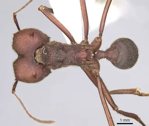 Atta texana specimen CASENT0922061 image casent0922061_1